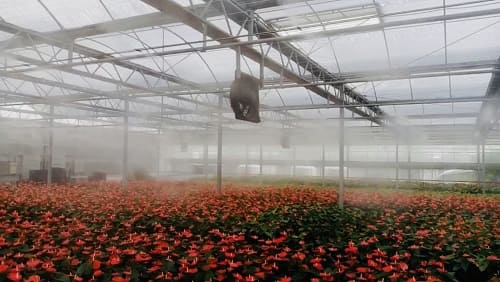 噴霧-花卉溫室